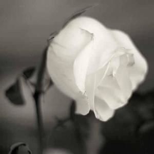 Meet your Posher, Tam